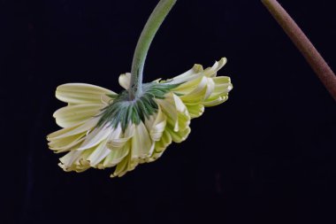 Siyah arka plandaki güzel Gerbera çiçeğinin yakın görüntüsü 