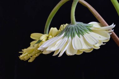 Güzel Gerbera çiçekleri koyu arkaplanda yakın görünüm 