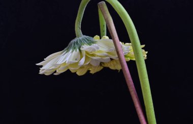 Güzel Gerbera çiçekleri koyu arkaplanda yakın görünüm 