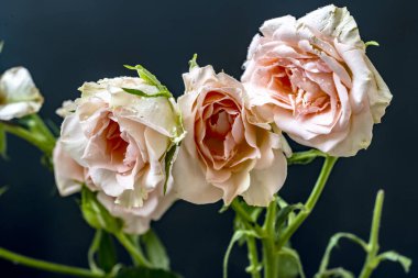 koyu arka plan üzerinde beyaz güller 