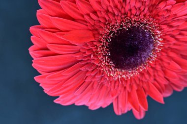 Koyu arkaplanda güzel kırmızı Gerbera çiçeğinin yakın plan görüntüsü