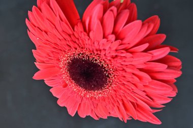 Koyu arkaplanda güzel kırmızı Gerbera çiçeğinin yakın plan görüntüsü