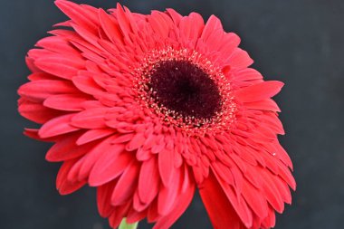 Koyu arkaplanda güzel kırmızı Gerbera çiçeğinin yakın plan görüntüsü