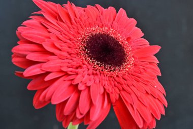 Koyu arkaplanda güzel kırmızı Gerbera çiçeğinin yakın plan görüntüsü