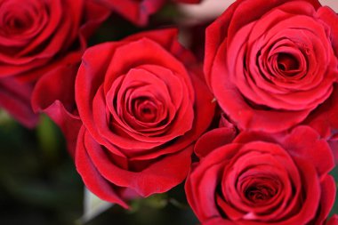 koyu arka plan üzerinde kırmızı gül 