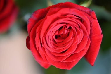 Siyah arkaplanda kırmızı gül 