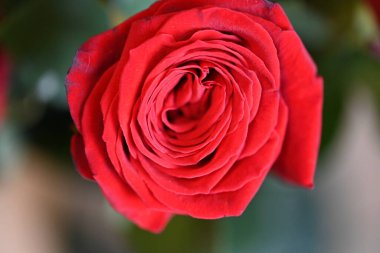 Siyah arkaplanda kırmızı gül 