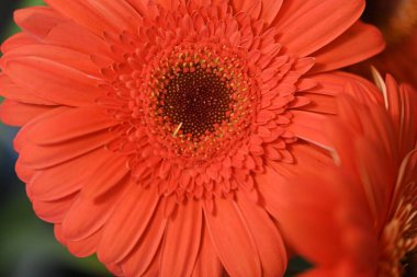 Güzel Gerbera çiçeği. Koyu arkaplanda yakın görünüm. 