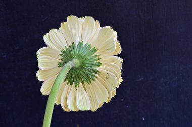 Güzel Gerbera çiçeği. Koyu arkaplanda yakın görünüm. 