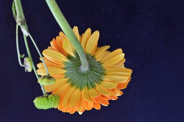Güzel Gerbera çiçekleri koyu arkaplanda yakın görünüm 