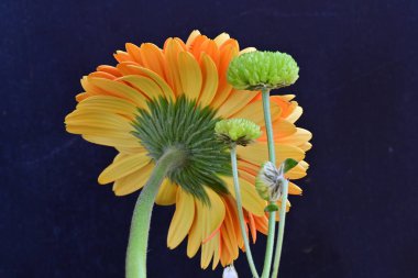 Güzel Gerbera çiçekleri koyu arkaplanda yakın görünüm 