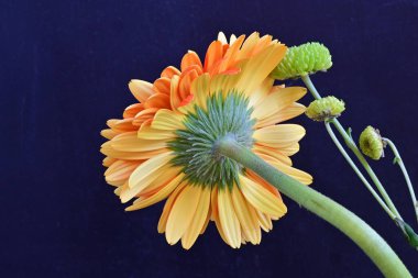 Güzel Gerbera çiçekleri koyu arkaplanda yakın görünüm 