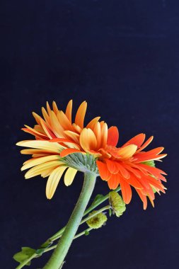 Güzel Gerbera çiçekleri koyu arkaplanda yakın görünüm 