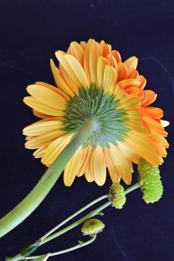 Güzel Gerbera çiçekleri koyu arkaplanda yakın görünüm 