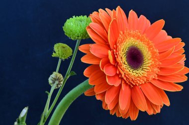 Güzel Gerbera çiçekleri koyu arkaplanda yakın görünüm 