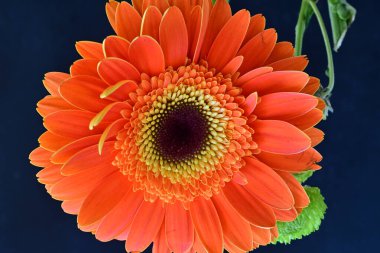 Koyu arkaplanda güzel turuncu gerbera çiçeğinin yakın plan görüntüsü