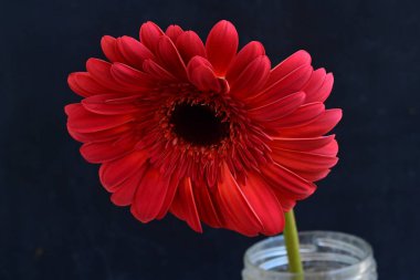 Koyu arkaplanda güzel kırmızı Gerbera çiçeğinin yakın plan görüntüsü