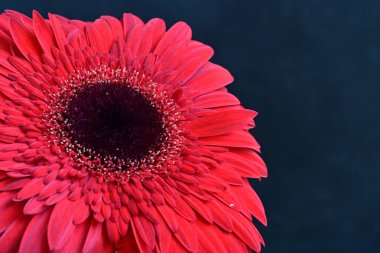 Koyu arkaplanda güzel kırmızı Gerbera çiçeğinin yakın plan görüntüsü