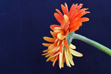 Güzel Gerbera çiçeği. Koyu arkaplanda yakın görünüm. 