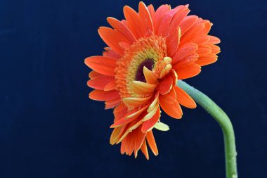 Koyu arkaplanda güzel turuncu gerbera çiçeğinin yakın plan görüntüsü