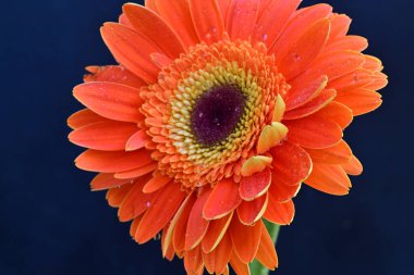 Koyu arkaplanda güzel turuncu gerbera çiçeğinin yakın plan görüntüsü