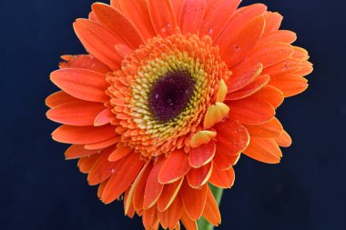 Koyu arkaplanda güzel turuncu gerbera çiçeğinin yakın plan görüntüsü