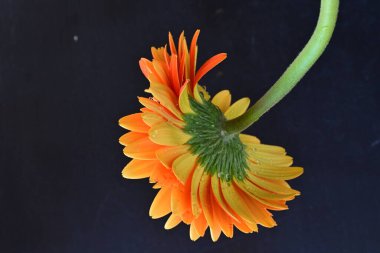 Koyu arkaplanda güzel turuncu gerbera çiçeğinin yakın plan görüntüsü