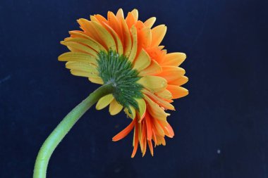 Koyu arkaplanda güzel turuncu gerbera çiçeğinin yakın plan görüntüsü