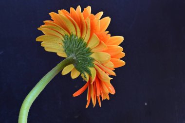 Koyu arkaplanda güzel turuncu gerbera çiçeğinin yakın plan görüntüsü