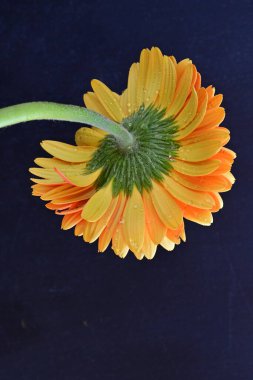 Koyu arkaplanda güzel turuncu gerbera çiçeğinin yakın plan görüntüsü