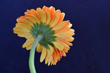 Koyu arkaplanda güzel turuncu gerbera çiçeğinin yakın plan görüntüsü