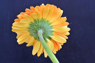 Koyu arkaplanda güzel sarı gerbera çiçeğinin yakın plan görüntüsü