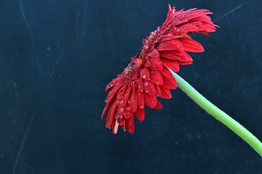 Koyu arkaplanda güzel kırmızı Gerbera çiçeğinin yakın plan görüntüsü