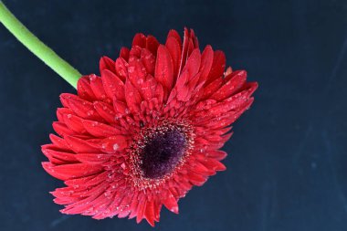 Koyu arkaplanda güzel kırmızı Gerbera çiçeğinin yakın plan görüntüsü