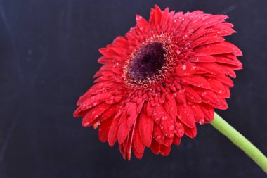 Koyu arkaplanda güzel kırmızı Gerbera çiçeğinin yakın plan görüntüsü