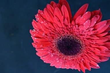 Koyu arkaplanda güzel kırmızı Gerbera çiçeğinin yakın plan görüntüsü