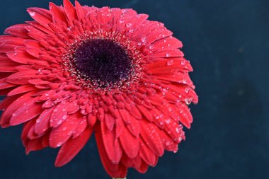 Koyu arkaplanda güzel kırmızı Gerbera çiçeğinin yakın plan görüntüsü