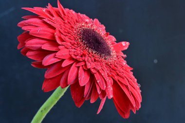 Koyu arkaplanda güzel kırmızı Gerbera çiçeğinin yakın plan görüntüsü