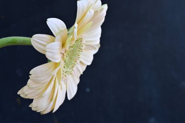 Güzel Gerbera çiçeği. Koyu arkaplanda yakın görünüm. 