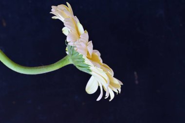 Siyah arka planda güzel Gerbera çiçeği