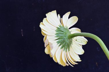 Güzel Gerbera çiçeği. Koyu arkaplanda yakın görünüm. 