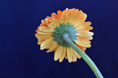 Koyu arkaplanda güzel turuncu gerbera çiçeğinin yakın plan görüntüsü