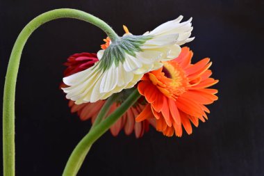 Güzel Gerbera çiçekleri koyu arkaplanda yakın görünüm 