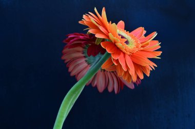 Güzel Gerbera çiçekleri koyu arkaplanda yakın görünüm 