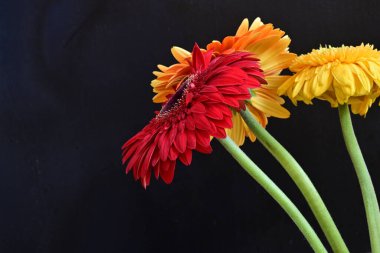 Güzel Gerbera çiçekleri koyu arkaplanda yakın görünüm 