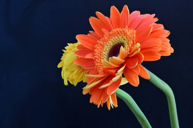 Güzel Gerbera çiçekleri koyu arkaplanda yakın görünüm 