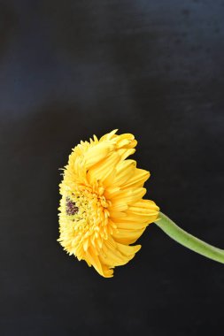 Koyu arkaplanda güzel sarı gerbera çiçeğinin yakın plan görüntüsü