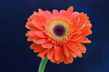 Koyu arkaplanda güzel turuncu gerbera çiçeğinin yakın plan görüntüsü