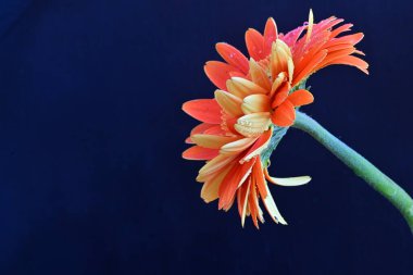 Koyu arkaplanda güzel turuncu gerbera çiçeğinin yakın plan görüntüsü