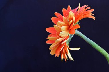 Koyu arkaplanda güzel turuncu gerbera çiçeğinin yakın plan görüntüsü